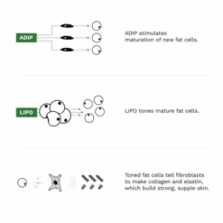 Adipeau Volume Cream 2oz / 60ml 7 Adipeau Volume Cream 2oz / 60ml -Skin Care By Alana VolumeCream3