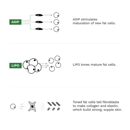 Adipeau Volume Cream 2oz / 60ml 4 Adipeau Volume Cream 2oz / 60ml - Image 4